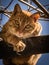 Adorable orange cat looking down in a tree