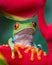 Adorable orange fingers of the red and green tree frog of Costa Rica