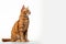 Adorable orange tabby cat sitting gracefully on white background. Charming portrait of content and curious feline compan