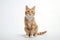 Adorable orange tabby cat sitting gracefully on white background. Charming portrait of content and curious feline compan