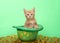 Adorable orange tabby kitten in a green St Patty`s Day hat surrounded by gold coins