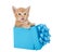 Adorable orange tabby kitten in a present, isolated