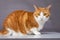 Adorable orange and White House cat intense eyes in studio portrait