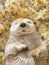 Adorable Otter Blissfully Sleeping Among Blooming Daisies A Sweet Moment Captured in Nature Beauty