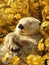 Adorable Otter Relaxing in a Field of Yellow Flowers A Charming Nature Shot Capturing the Serene and Peaceful Moment of a Sleeping
