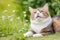Adorable Outdoor Bliss: Watch This Cute Cat Soak Up Sunshine and Playful Moments.