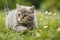 Adorable Outdoor Bliss: Watch This Cute Cat Soak Up Sunshine and Playful Moments.