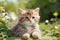 Adorable Outdoor Bliss: Watch This Cute Cat Soak Up Sunshine and Playful Moments.