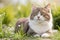 Adorable Outdoor Bliss: Watch This Cute Cat Soak Up Sunshine and Playful Moments.