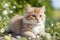 Adorable Outdoor Bliss: Watch This Cute Cat Soak Up Sunshine and Playful Moments.