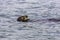 Adorable Pacific Sea Otter swimming, diving, eating clams and mollusks