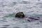 Adorable Pacific Sea Otter swimming, diving, eating clams and mollusks