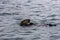 Adorable Pacific Sea Otter swimming, diving, eating clams and mollusks