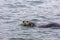 Adorable Pacific Sea Otter swimming, diving, eating clams and mollusks