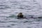 Adorable Pacific Sea Otter swimming, diving, eating clams and mollusks