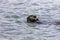 Adorable Pacific Sea Otter swimming, diving, eating clams and mollusks in Elkhorn Slough, California