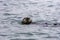 Adorable Pacific Sea Otter swimming, diving, eating clams and mollusks in Moss Landing California