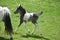 Adorable Paint Foal Trotting in a Grass Field in Pennsylvania