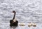 Adorable pair of baby swans ride adult back in Australia