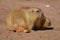 Adorable Pair of Chubby Black Tailed Prairie Dogs