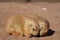 Adorable Pair of Prairie Dogs Cuddling Together
