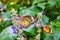 Adorable pair of Red Lacewing butterflies on purple flowers