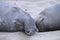 Adorable Pair of Sleeping Elephant Seals
