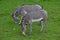 Adorable Pair of Zebras with Brown Spots on their Noses Grazing