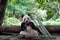 Adorable panda (Ailuropoda melanoleuca) eating bamboo with green trees in the background