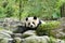 Adorable panda (Ailuropoda melanoleuca) sleeping on rocks with green trees in the background