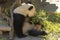 Adorable panda bear happily munching on fresh bamboo leaves in an outdoor setting