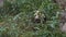 An adorable panda bear sitting among bamboo branches and eating