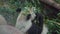 An adorable panda bear sitting among bamboo branches and eating