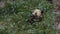 An adorable panda bear sitting among bamboo branches and eating