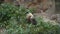 An adorable panda bear sitting among bamboo branches and eating
