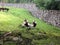 Adorable panda couple in the green field in the park