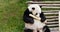 Adorable panda enjoying bamboo
