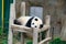 Adorable panda resting at the zoo