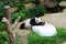 Adorable panda resting at the zoo