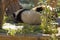 Adorable panda rests on wooden docks surrounded by fresh bamboo leaves