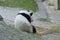 Adorable panda sitting in an outdoor setting surrounded by bamboo sticks