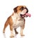 Adorable panting english bulldog looks to side while standing