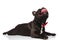 Adorable panting french bulldog with red bowtie looks up