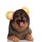 Adorable panting pom with colorful ears headband lying