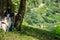 Adorable papillon dog next to the Tenno lake, located in Trentino, Italy during daylight