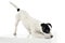 An adorable Parson Russell Terrier is ready to jump on a white cube