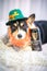 An adorable Pembroke Welsh corgi laying on a bed on St Patricks Day with a leprechaun costume and Guinness beer