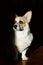 adorable pembroke welsh corgi puppy in portrait mode
