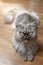 Adorable persian cat lies on floor and looking at camera.