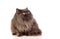 Adorable Persian cat looking up